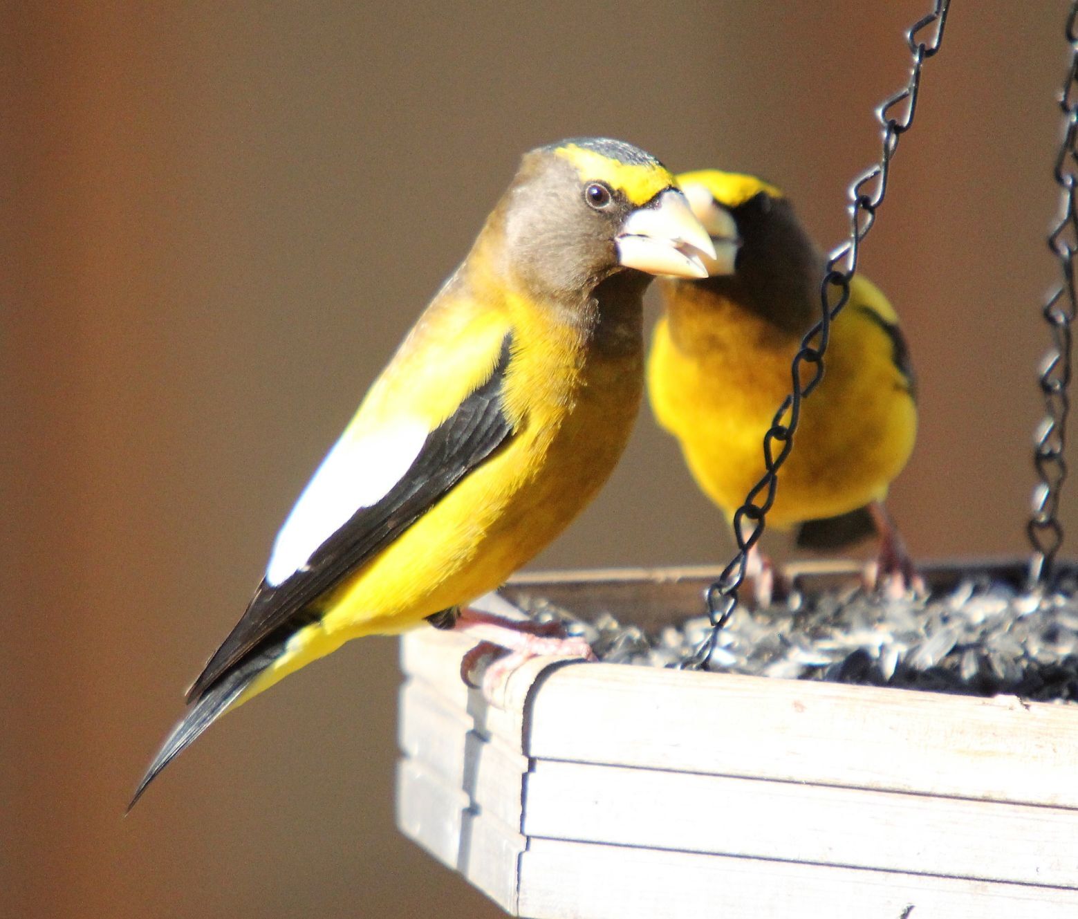 Pelicans and evening grosbeaks 604